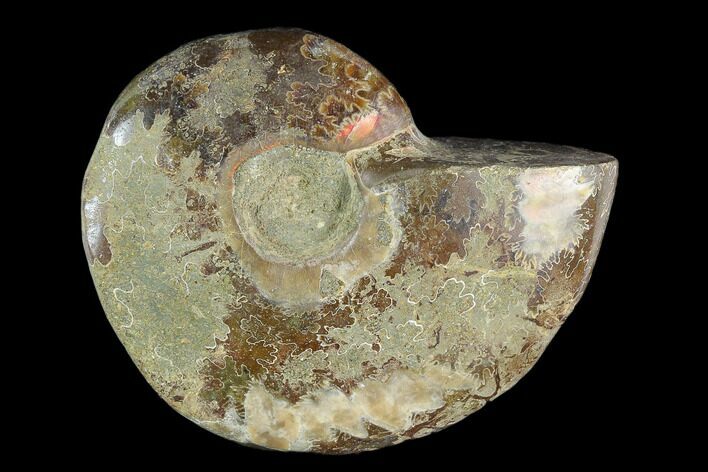 Bargain,  Polished, Fossil Ammonite (Cleoniceras) - Madagascar #119065